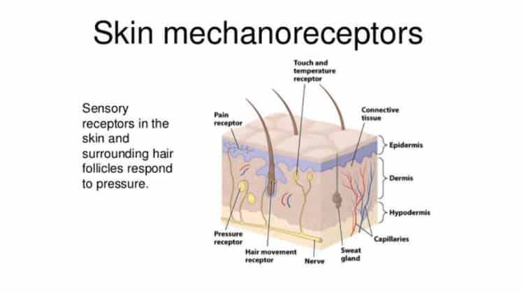pain receptors