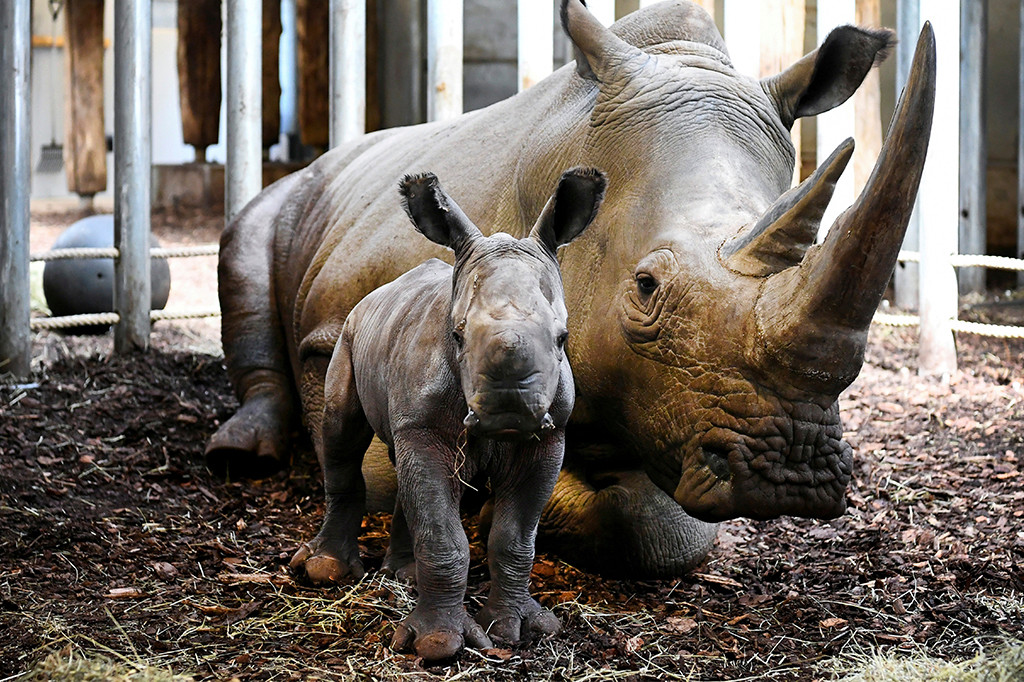 baby rhino dutch zoo