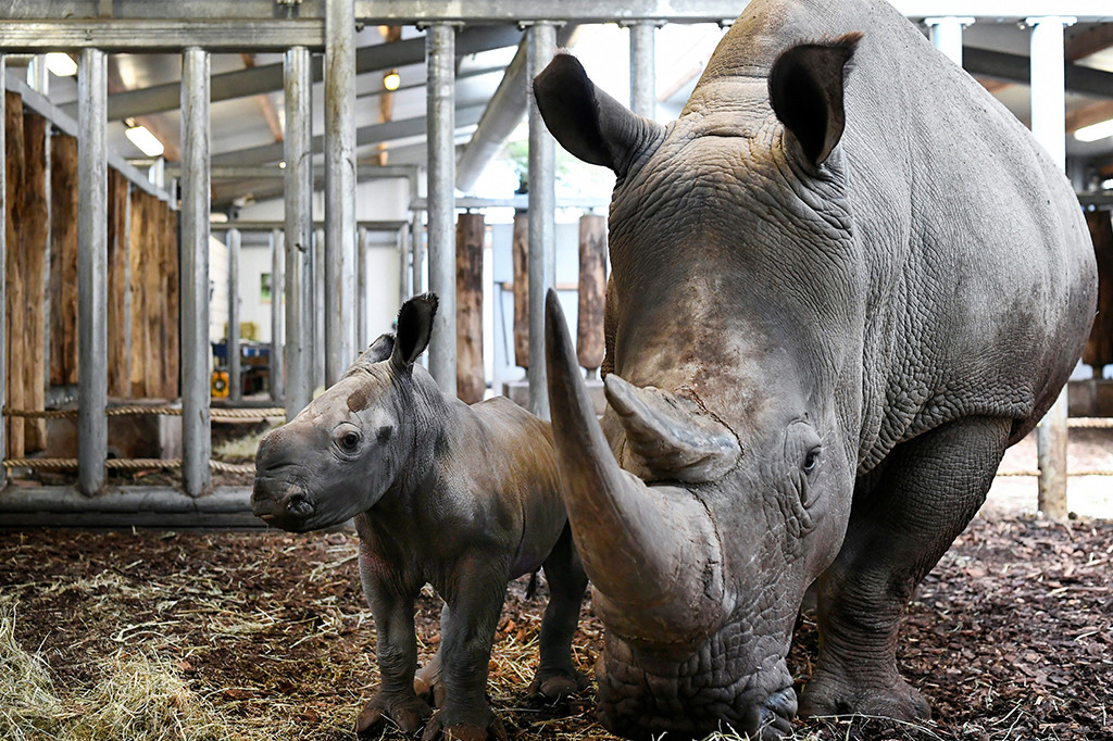 baby rhino dutch zoo2