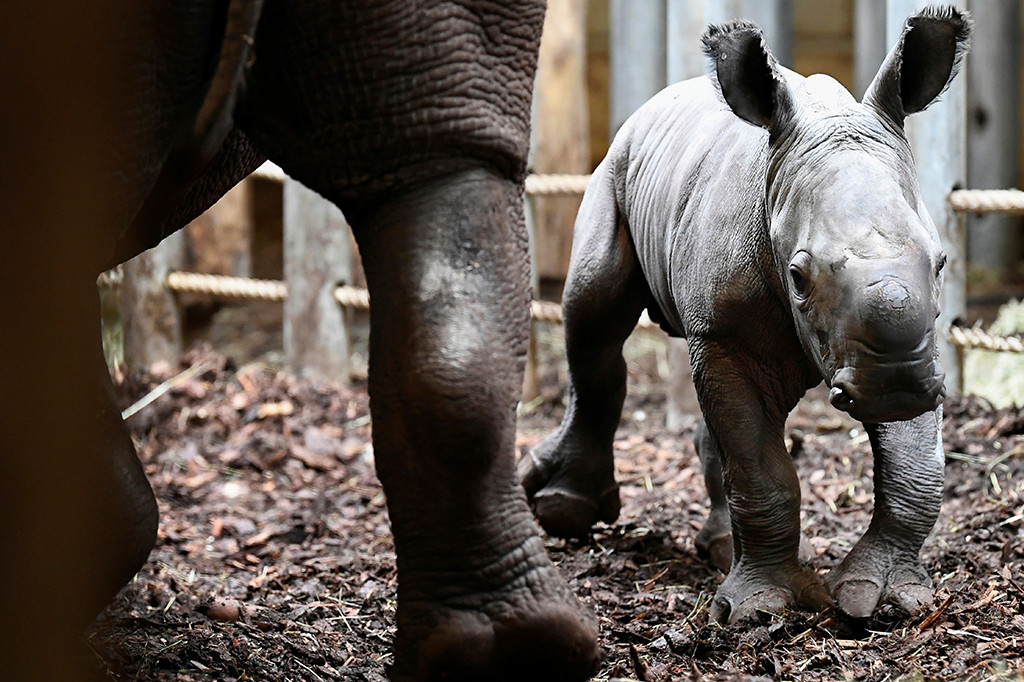 baby rhino dutch zoo3